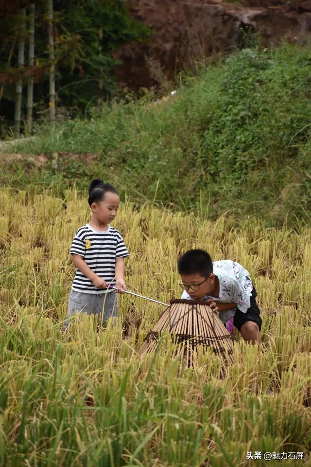 稻浪翻滚时，来赴一场摸鱼狂欢！8月23日丰收节限定快乐上线