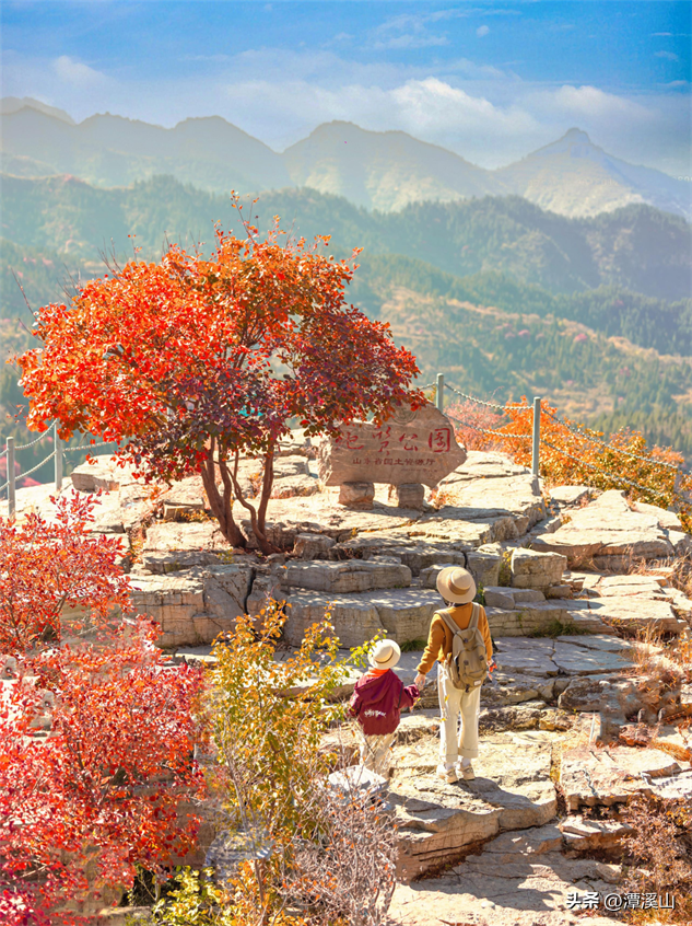 淄博红叶进入全盛期，漫山遍野醉人红