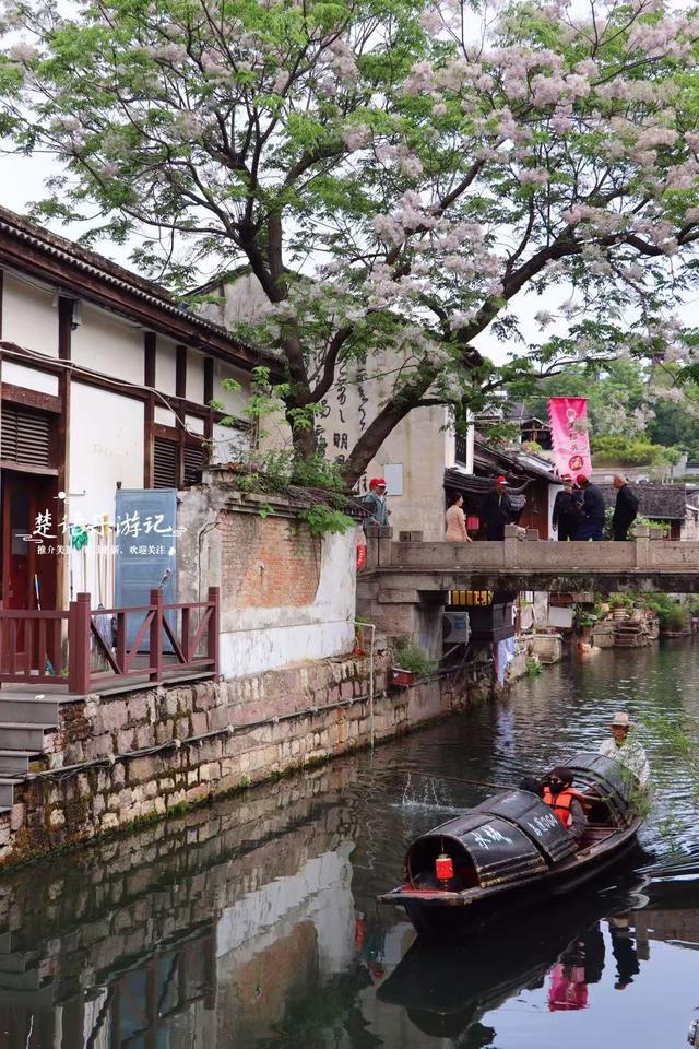 浙江绍兴蕺山街的苦楝花海，极富江南水乡情韵，是拍照的绝佳之地