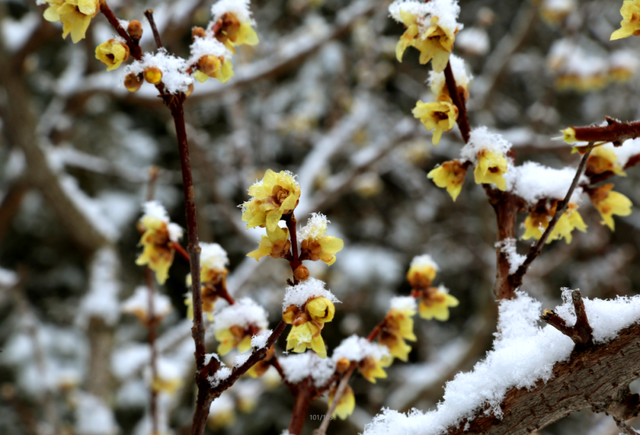 济南第一波蜡梅开了！这些赏梅地，赶紧冲！