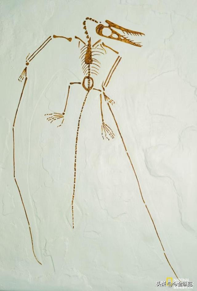 恐龙为何仰天长啸？解密亿年谜团，30只蜥蜴尸体揭开死亡姿态真相