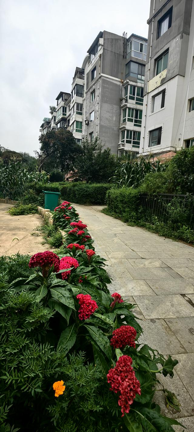 苏区新面貌