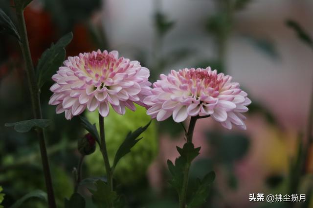 小区里的“菊展”，家门口的美景