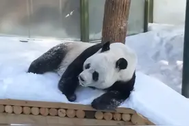 雪地里打滚！大熊猫灵岩和迈迈的冬日雪地撒欢！图片
