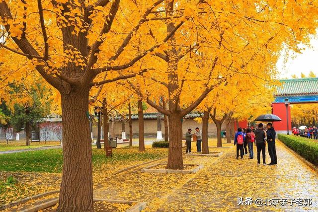 地坛银杏初黄正当时，错过就没机会了