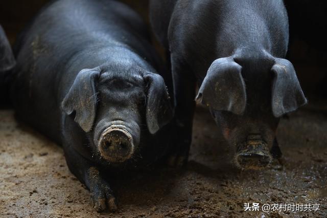 养殖母猪有窍门，6大技巧助你轻松年赚60万，你想知道吗？