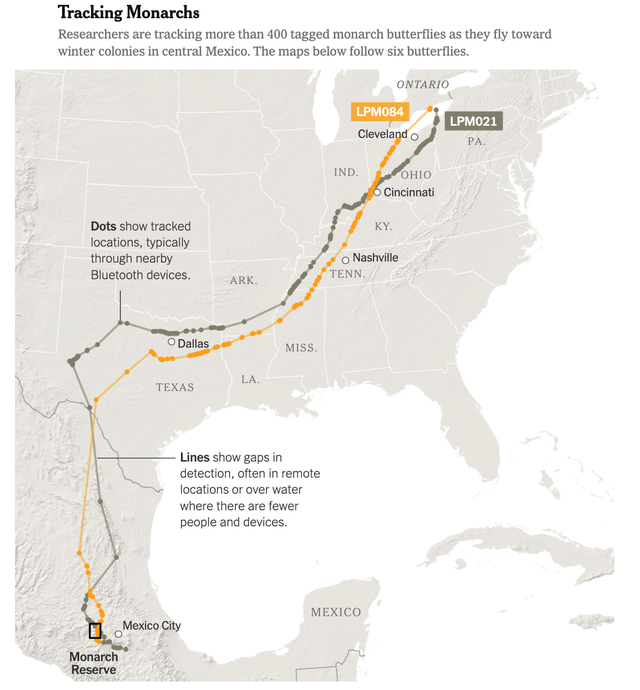奇迹！科学家给蝴蝶装上“追踪器”！万里迁徙路线全曝光！