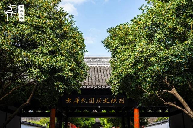 花样秦淮｜秋桂