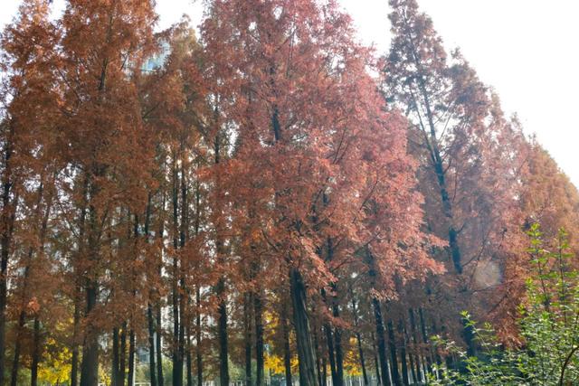 郫都水杉红了!抱着手机猛拍,被这限定美景狠狠惊艳