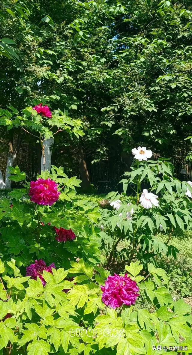 自拍影集（30）紫竹院公园风景绿水轻舟·上