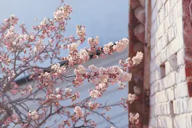 樱花、长跑、汉服游园…郑州·樱桃沟春日盛宴来袭！图片