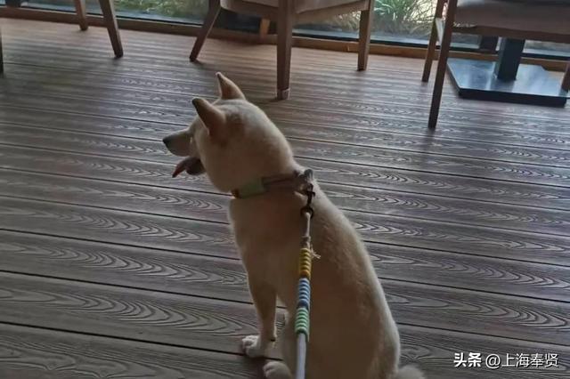 还在纠结带毛孩子去哪？奉贤养宠人，这些宠物友好地点你不能不知道