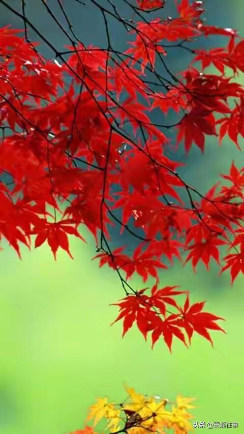 片片枫叶红