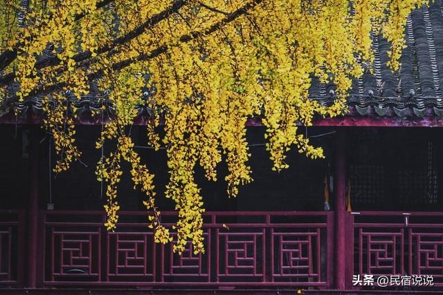 南京此地的秋意拉满了，不是栖霞山！