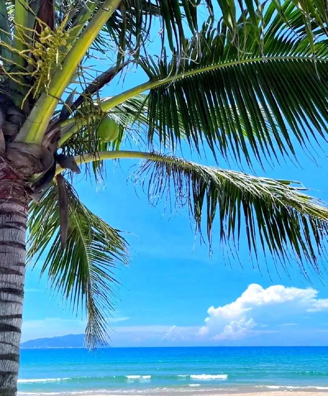 银发族暖冬天堂！海南避寒养生全攻略，让你玩得比年轻人还溜