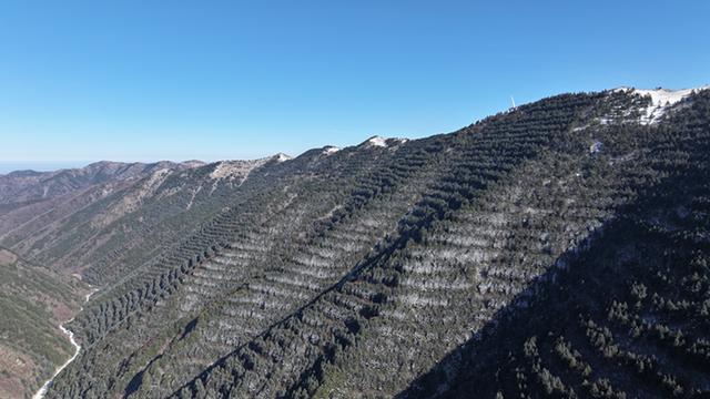 武山县太皇山：雪松琼枝绽冬韵