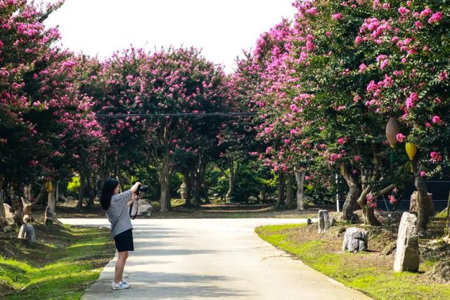 郫都这片“百日红”花海进入最美时刻！免费入园，错过等一年！