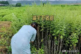 如何鉴别正宗3年陈艾？图片