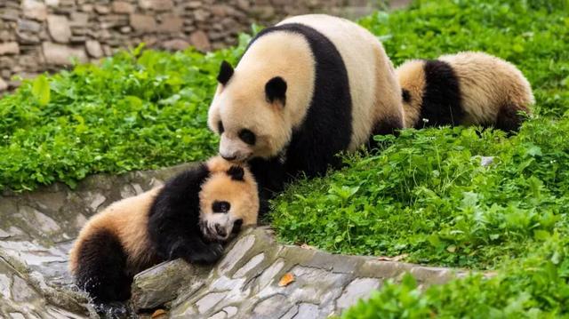 春秋假福利！卧龙中华大熊猫苑18岁以下青少年免票游