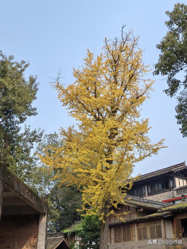 为看金黄美景和红墙，我来北碚静观走一趟，在塔坪寺和思乡台公园