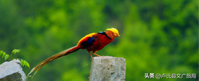 【百鸟翔集】中国最美县域 | 百鸟翔集映林海 生态卢氏邀君赏