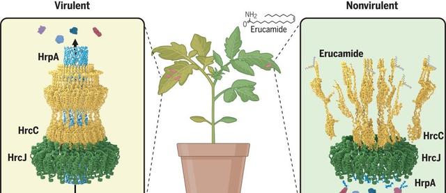治理病害竟然不用农药？最新发现，植物体内竟藏"天然抗生素"