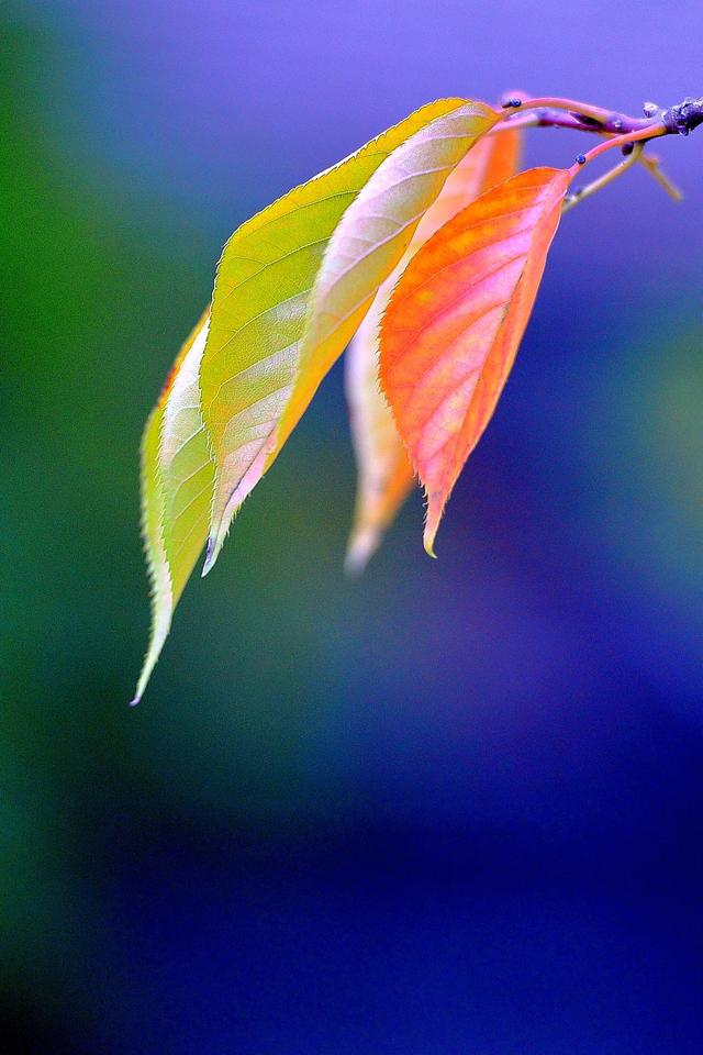 大公图书馆丨秋日里的诗意庭园