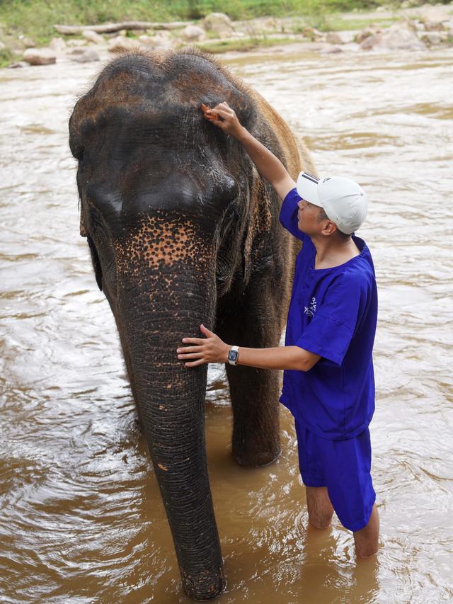 兰纳水灯节疗愈之旅，泰国清道大象训练中心｜和大象做朋友的一天
