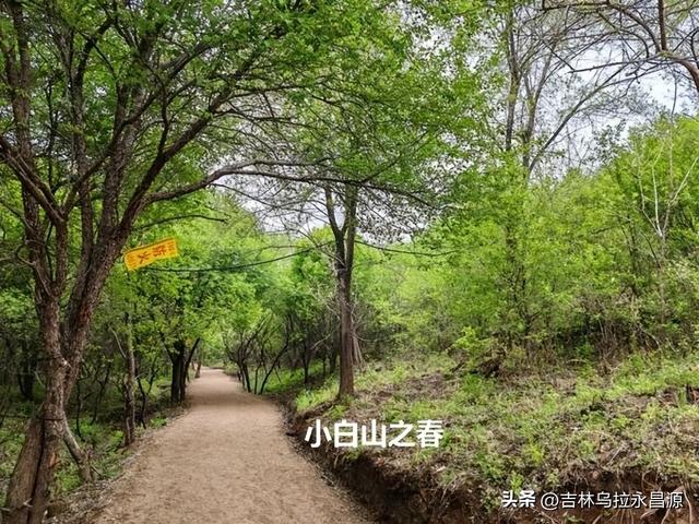 游吉林市小白山，听到了六十八年前荒唐的“讨药”事件