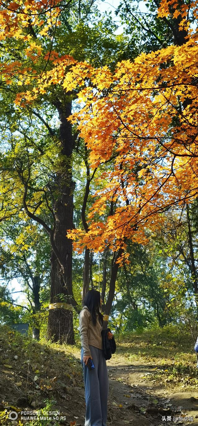 颐和园的枫叶红了