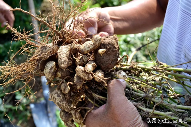 晋州市周家庄乡观光园国庆采摘休闲游持续升温