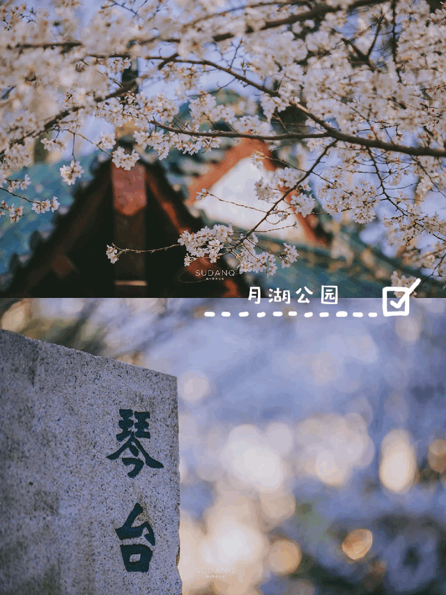 武汉赏樱攻略请收藏！除了武大和东湖，还有这些免费打卡地哦