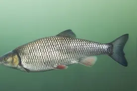 有鳞鱼是发物，癌症患者忌吃？这种观念不对，我们都误会了有鳞鱼图片