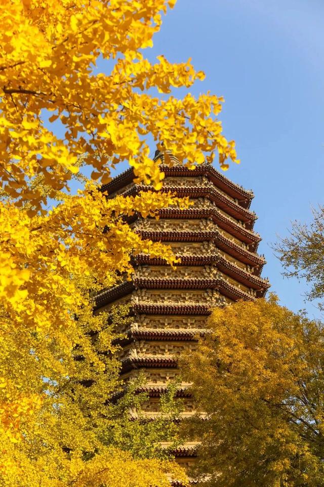 速来！海淀这份含“金”量超高的攻略请收好→