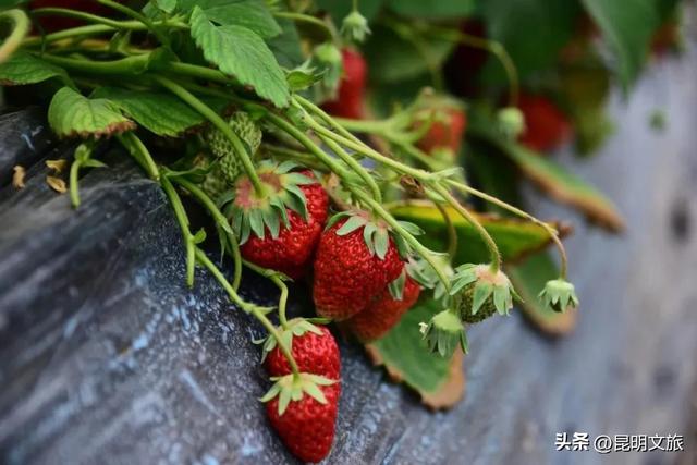 别再问昆明哪里能摘草莓了!收下这份采摘地图,直接抄作业→