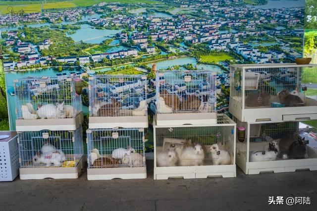 杭州最哗众取宠的荷塘在临平田立方，但营地、宠物和瓜果确实有趣