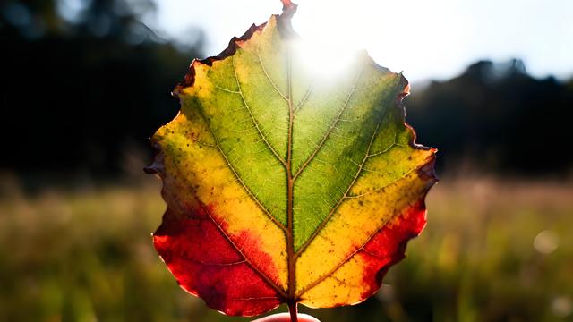 绯云坠野丹枫岫，金浪翻空粤韵稠 —— 羊城秋行揽胜记