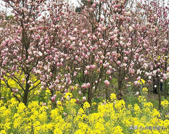 成都最浪漫的玉兰花开了，油菜花和玉兰花惊艳同框，让人赏心悦目
