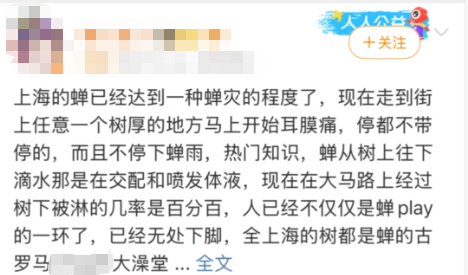 上海闹“蝉灾”给山东人急得团团转
