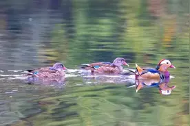 来长白山二道白河拍美景：只慕鸳鸯不羡仙图片