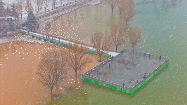 雪舞天鹅梦 平陆绘新景（组图）