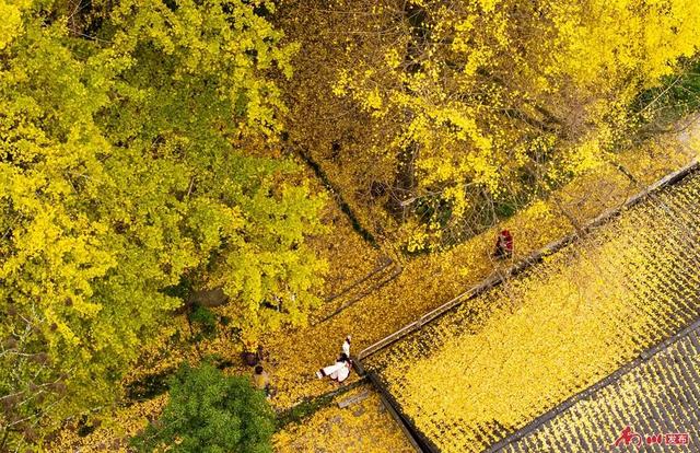 图片新闻︱南川彩韵：半山熔金半山翠，一树千年一树春