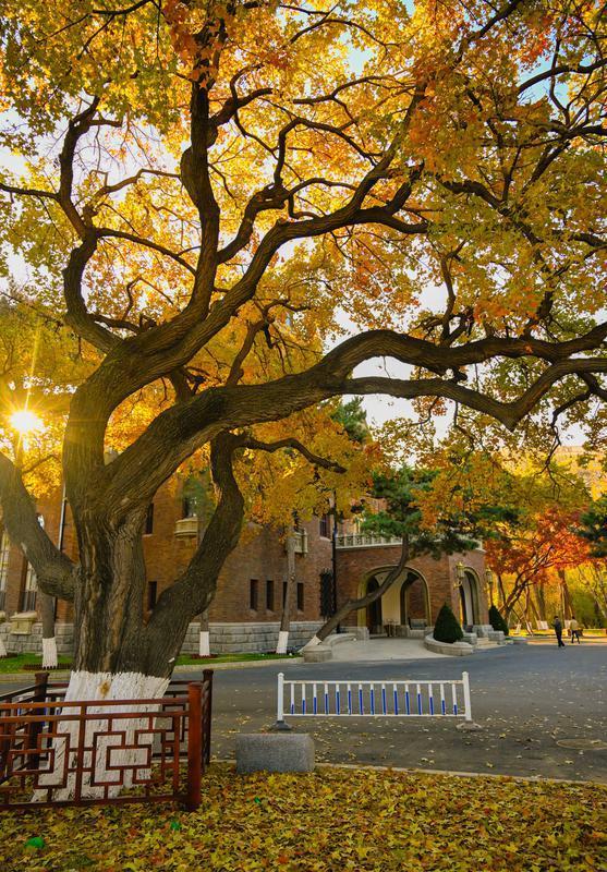 长春松苑宾馆：枫景如画醉游人