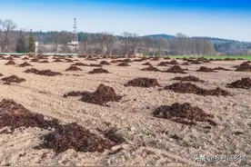 有机肥、复合肥、尿素怎么用才正确？用法不对，效果不好还浪费图片