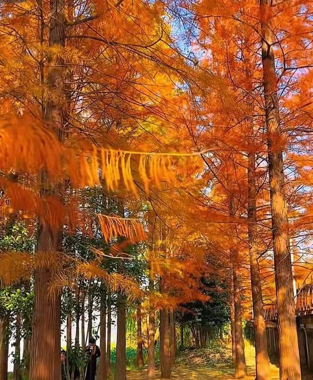 冬日里的红杉林