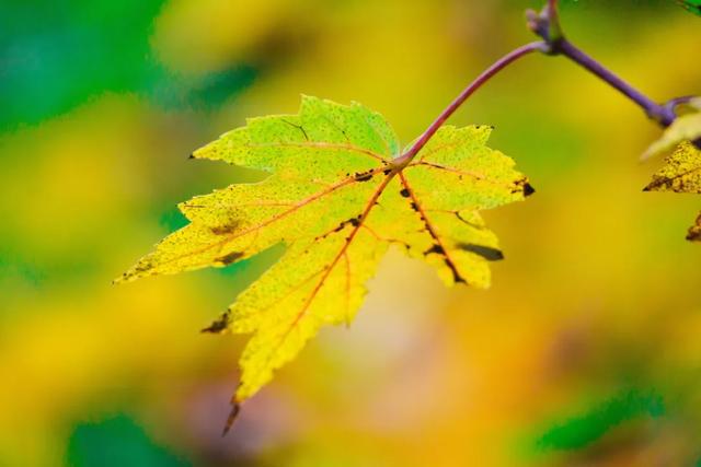 邂逅金黄，郫都初冬的银杏图鉴