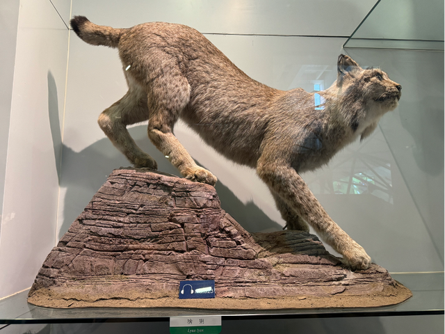 从《疯狂动物城2》到国家动物博物馆，解锁银幕动物的科学密码！