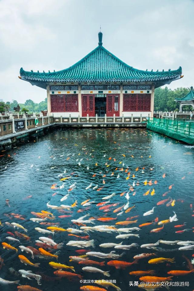 狂降10℃，武汉最凉快的一周，这样玩