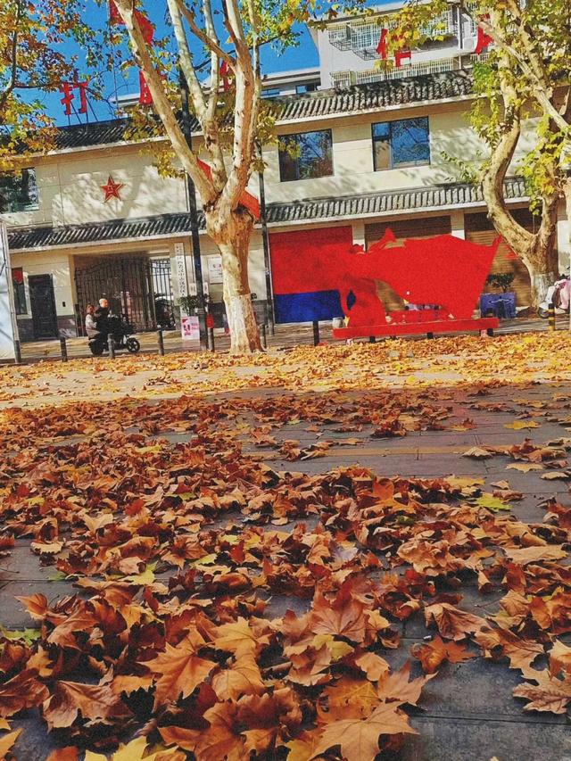 落叶有情！让汉中的秋天再“飞”一会 →