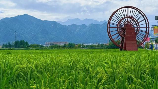 当稻浪漫过脚尖，那就是西安的“诗和远方”